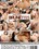 Amazing Brunettes Vorschau