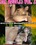 Sex Addicts Vol. 2 Vorschau
