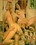 Roger Rimbaud #29: Pierced Nipples Vorschau