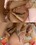 Amateurs Exposed 528 Vorschau